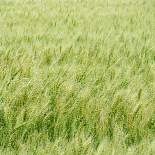 La agroecología toma fuerza