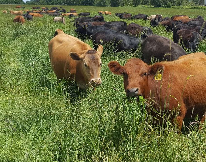 Vacas Hereford y Angus pastando en una pradera de pasto alto en el sur de Chile
