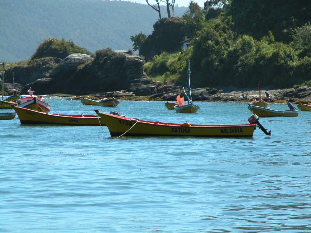 Botes de pesca artesanal en una caleta del sur de Chile