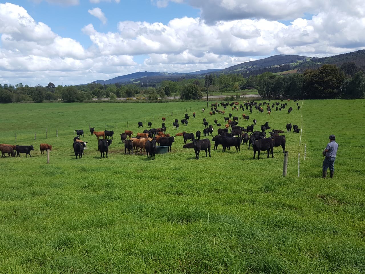 Productor caminando entre su ganado en una pradera del sur de Chile