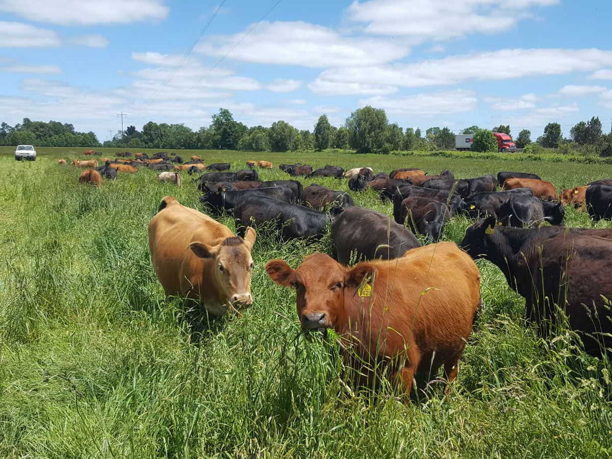 Vacunos Angus en una pradera de pasto alto