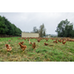 Huevos frescos de gallinas libres