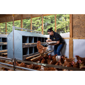 Huevos frescos de gallinas libres