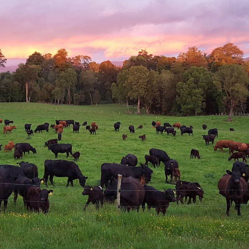 Vacunos Angus pastando en una pradera del sur de Chile al atardecer