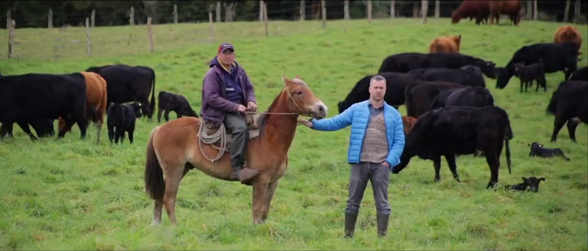 Dos productores con su caballo entre el ganado en una pradera del sur de Chile