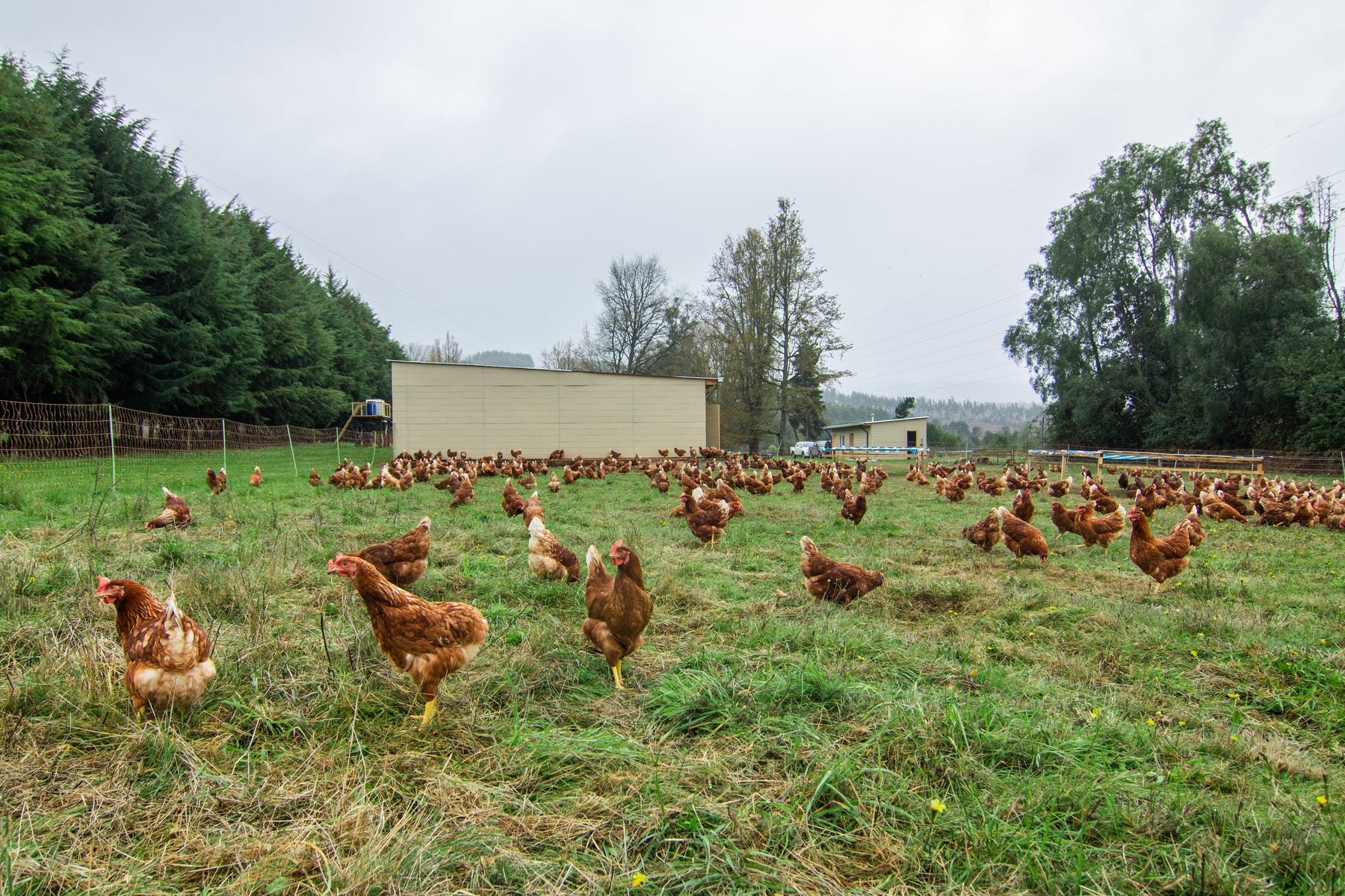 Gallinas libres en una pradera del sur de Chile
