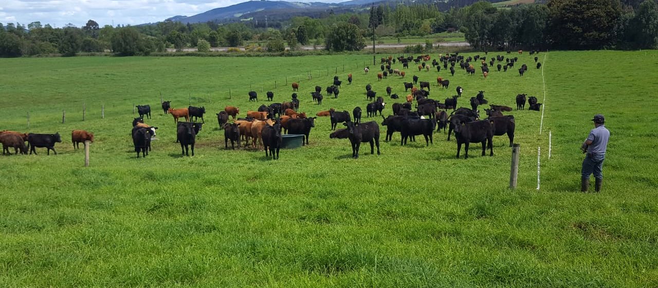 Pradera regenerativa con vacunos en el sur de Chile